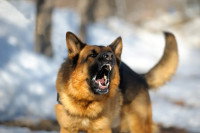 Un chien aboyant agressivement