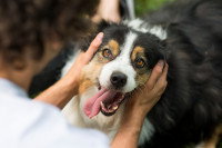 Un chien se faisant caresser la tête par un homme