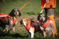 Trois chiens de chasse portant des gilets orange