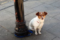 Un chien en laisse attaché à un poteau