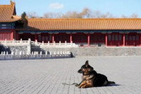 Un chien allongé dans la Cité interdite en Chine