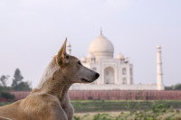 Un chien devant le Taj Mahal, en Inde