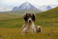 Un chien allongé dans une plaine au Kirghizistan