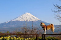Un chien devant le mont Fuji, au Japon