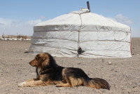 Un chien allongé devant une yourte en Mongolie