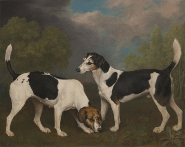 Le tableau « Un couple de Foxhounds (A Couple of Foxhounds) », de George Stubbs, qui représente deux Foxhounds Anglais