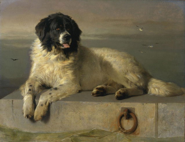 Le tableau « Un membre distingué de la Humane Society (A Distinguished Member of the Humane Society) », d'Edwin Henry Landseer, qui montre un Terre-Neuve au bord d'un quai