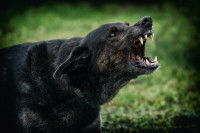 Un chien noir agressif, en train d'aboyer