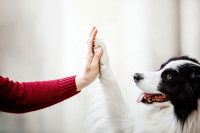 Une femme tapant la patte d'un Border Collie
