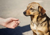 Un homme tendant la main à un chien