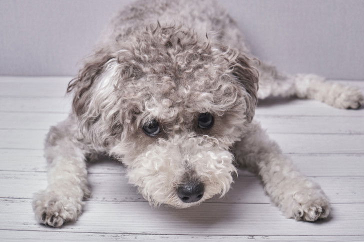 Un Pumi allongé sur un sol en bois