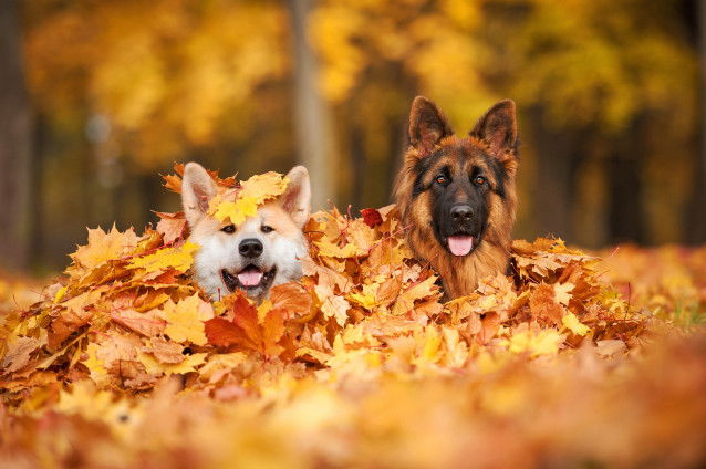 Un Corgi et un Berger Allemand à poil long dans un tas de feuilles