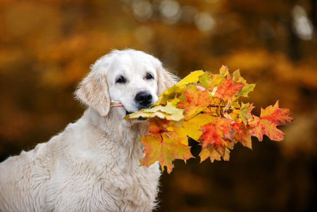Un Golden Retriever tient des branches dans la gueule