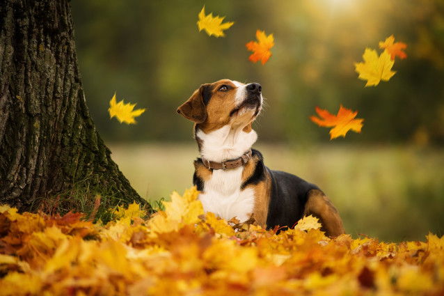 Un chien tricolore regarde les feuilles tomber