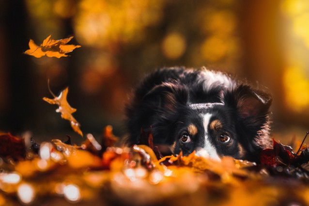 Un chien regarde les feuilles d'automne tomber