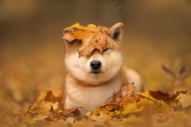 Un Shiba Inu avec une feuille sur la tête