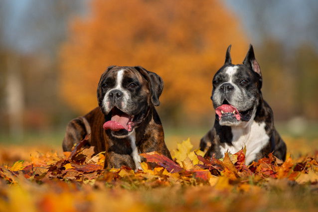 Deux Boxers allongés au milieu des feuilles d'automne