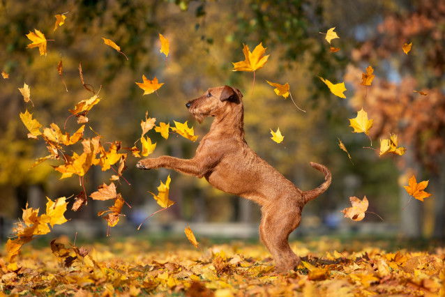 Un chien danse au milieu des feuilles d'automne