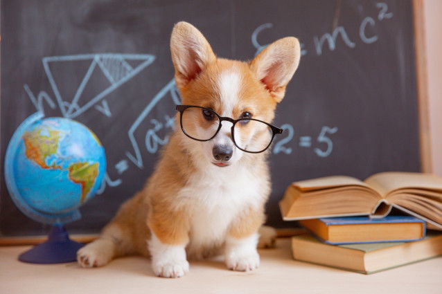 Un chiot Corgi avec des lunettes devant un tableau d'école