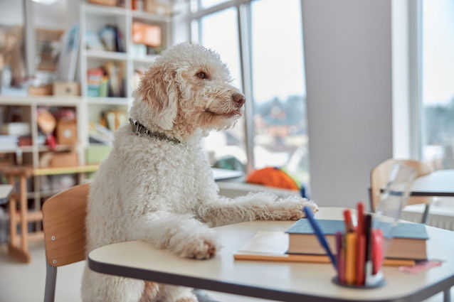 Un chien Cockapoo assis dans une salle de cours
