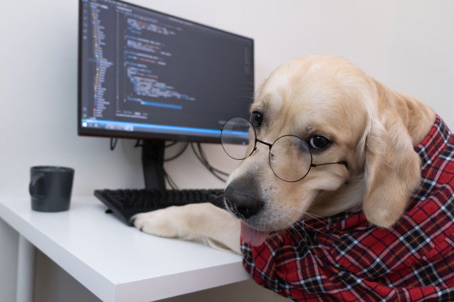 Un chien avec des lunettes fait de la programmation sur son ordinateur