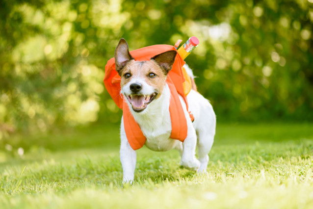 Un Jack Russel avec un cartable sur le dos