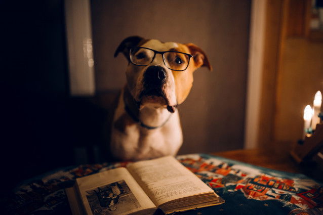 Un chien avec des lunettes devant un livre d'histoire