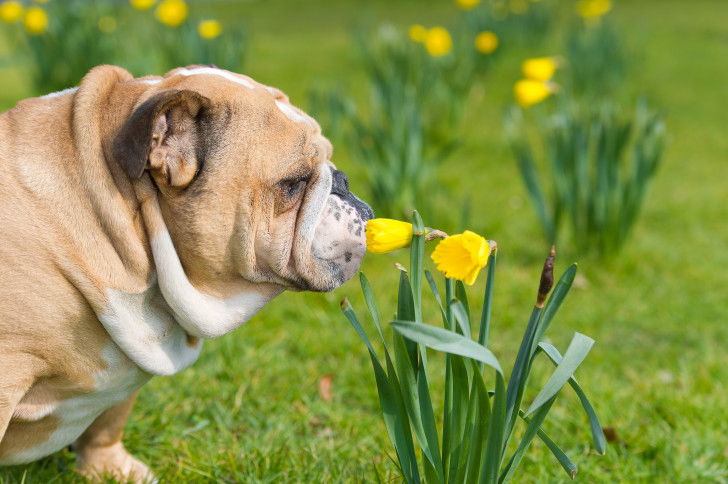 C'est quoi cette fleur ?