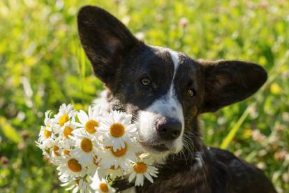 20 photos de chiens qui aiment les fleurs