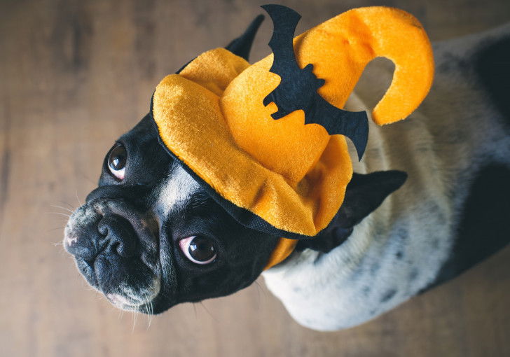 Un Bouledogue Français porte un chapeau jaune avec une chauve-souris