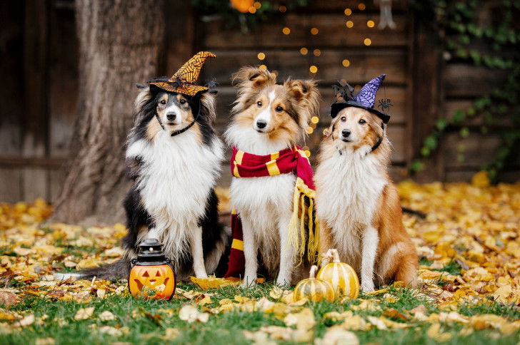 Trois Shetlands déguisés prennent la pose