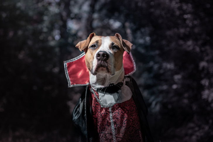 Un Amstaff déguisé en vampire Dracula