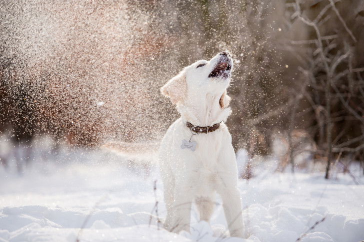 Un jeune chien blanc joue avec la neige