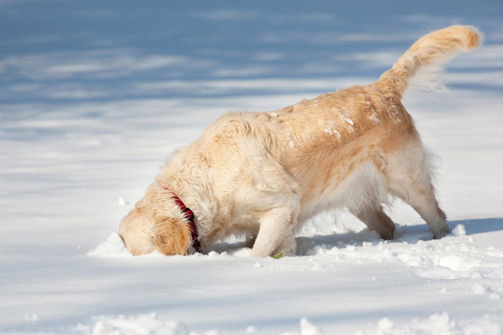 Un chien suit une piste dans la neige