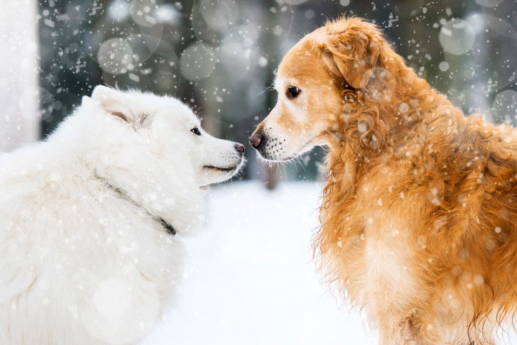 Deux chiens se font un bisou lors d'une rencontre dans la neige