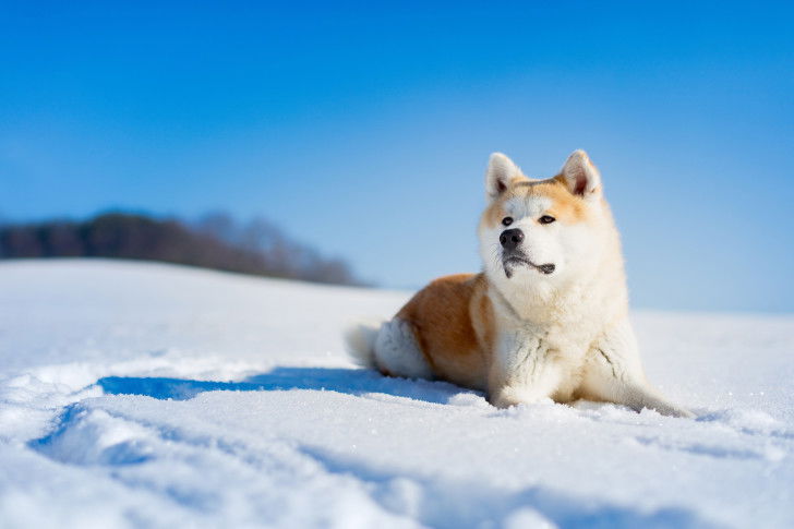 Un Akita Inu allongé sur la neige en montagne