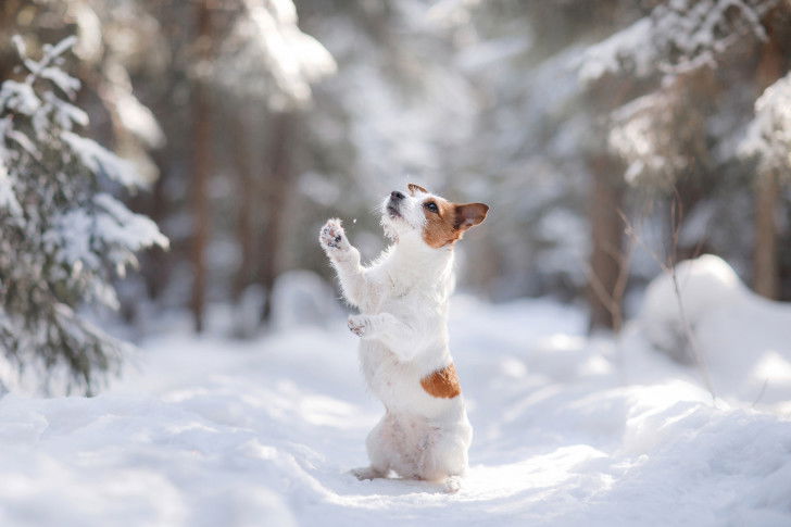 Un Jack Russell se tient debout dans la neige