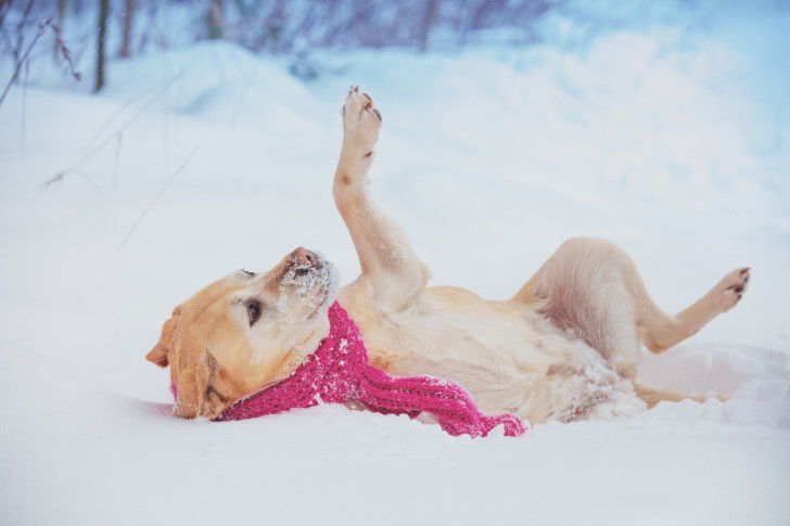 Un Labrador avec une écharpe rose se roule dans la neige