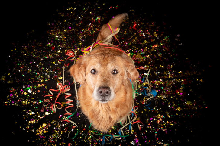 Un chien Golden Retriever avec des serpentins et des confettis
