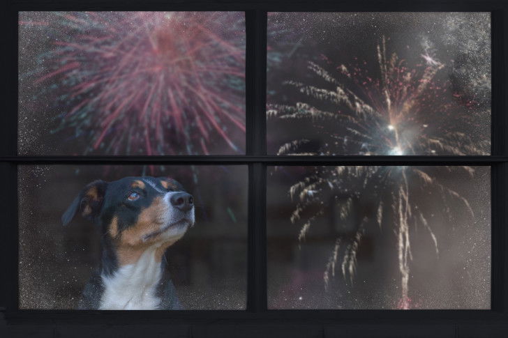 Un chien observe des feux d'artifice par la fenêtre