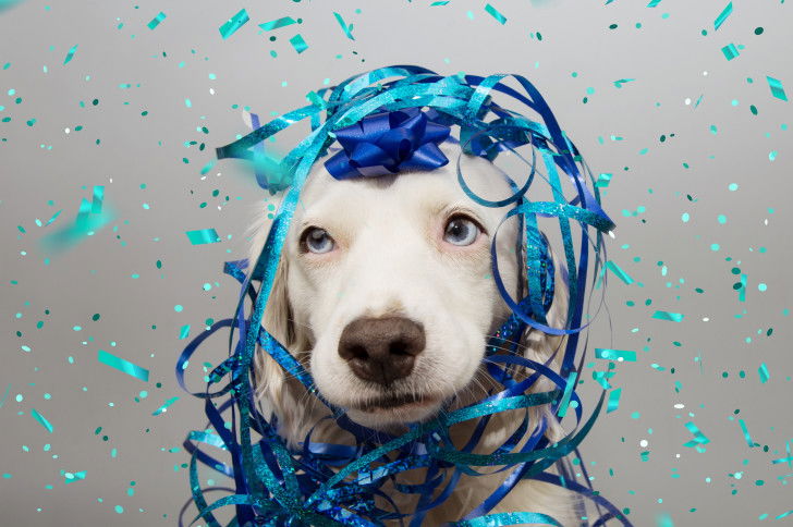 Un chien Labrador aux yeux bleus avec des serpentins et des confettis