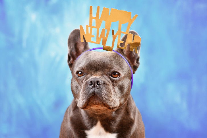 Un French Bulldog avec un serre-tête "Happy New Year" sur la tête