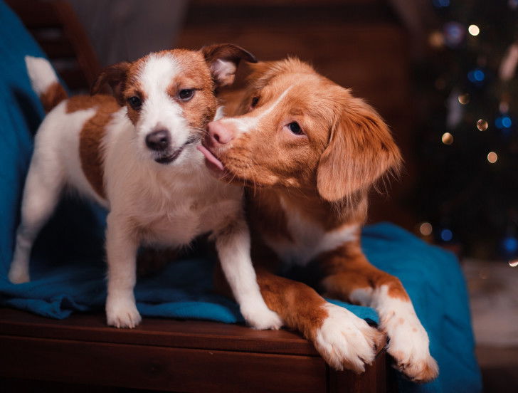 Un chien lèche le museau d'un Jack Russel