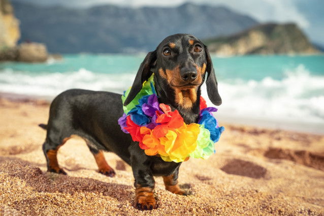 Un Teckel à la plage avec un collier de fleurs autour du cou
