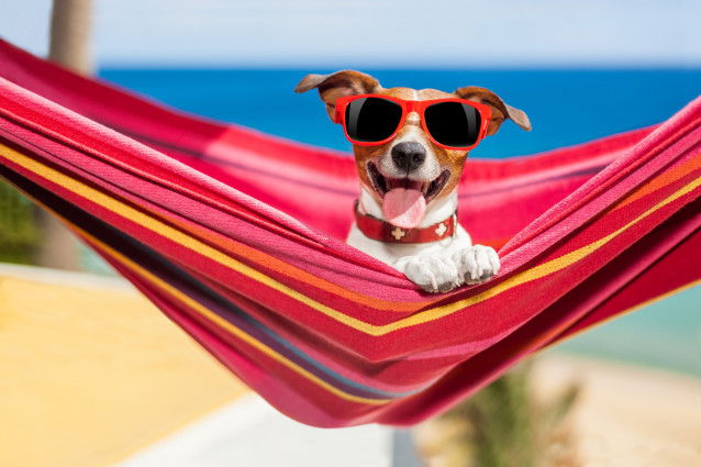 Un petit chien avec des lunettes de soleil dans un hamac à la plage