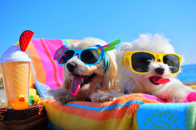 Deux bichons avec des lunettes de soleil sur une chaise longue