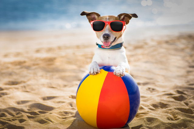 Un Jack Russel sur le sable avec un ballon de plage