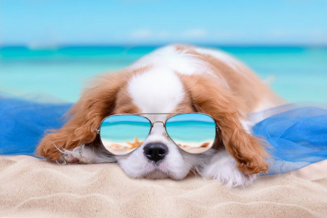 Un Cavalier King Charles avec des lunettes de soleil sur la plage