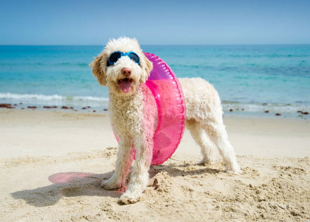 Un chien frisé avec une bouée et des lunettes sur la plage