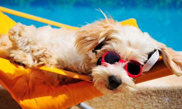 Un petit chien blanc allongé sur une chaise longue à la plage